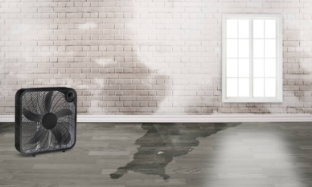 Best Water damage restoration specialists  in Leechburg, PA